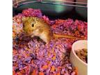 Adopt Birdie a Gerbil