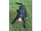 Adopt Tasha a Labrador Retriever