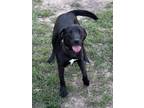 Adopt Taylor a Labrador Retriever