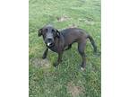 Adopt Peyton a Labrador Retriever