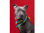 Adopt Pippa a Pit Bull Terrier, Mixed Breed