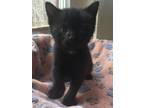 Adopt Moonpie a American Shorthair