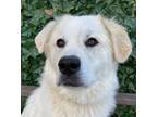 Adopt 6687 Sophie a Great Pyrenees