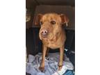 Adopt Butterscotch formerly Harley a Labrador Retriever, Shepherd