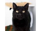 Adopt Sally a Domestic Short Hair