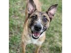 Adopt Brownie a Cattle Dog