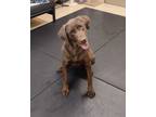 Adopt Annie Oakley 40144 a Labrador Retriever