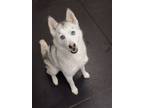 Adopt Ruby a Siberian Husky