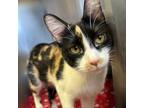 Adopt Cala a Domestic Short Hair