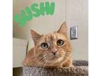 Adopt Sushi a Domestic Short Hair