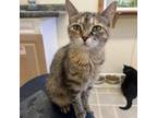 Adopt Henny a Domestic Short Hair