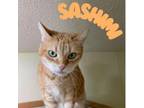 Adopt Sashimi a Domestic Short Hair