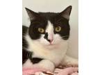 Adopt Myra a Domestic Short Hair