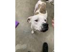 Adopt dahlia a Pit Bull Terrier