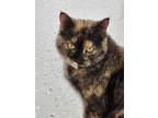 Adopt Freckles a Domestic Short Hair