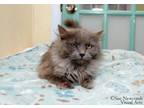 Adopt Jasmin a Domestic Long Hair