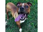 Adopt Pepita a Pit Bull Terrier