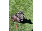 Adopt Pickles a American Staffordshire Terrier, Mixed Breed