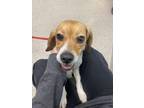 Adopt Pup a Beagle, Mixed Breed