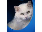 Adopt Peace a Domestic Long Hair, Domestic Short Hair