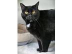 Adopt Rousey a Domestic Short Hair
