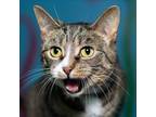 Adopt Tinsley a Domestic Short Hair