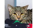 Adopt Kimberly a Domestic Short Hair