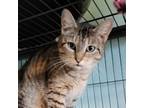 Adopt Yoyo a Domestic Short Hair