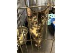 Adopt Lacy a Domestic Short Hair