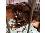 Adopt Cassidy a Domestic Short Hair