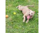 Adopt Pear a Pit Bull Terrier