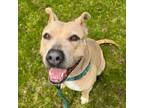 Adopt Rogue a Pit Bull Terrier