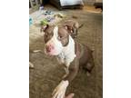 Adopt Geneva a Pit Bull Terrier