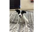 Adopt Anais a Australian Shepherd, Mixed Breed