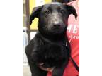 Adopt Pip Squeak a German Shepherd Dog, Labrador Retriever