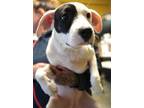 Adopt Patch a Pit Bull Terrier, Mixed Breed