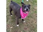 Adopt Louise- SPONSERED a Pit Bull Terrier, Mixed Breed