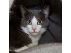 Adopt Doja a Domestic Short Hair