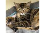 Adopt Jojo a Domestic Short Hair