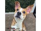 Adopt Loona a Basenji, Shepherd