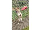 Adopt Stella a German Shepherd Dog