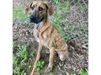 Adopt Niyah a Great Dane, Black Mouth Cur