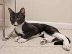 Adopt Purrsephone a Domestic Short Hair