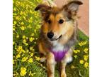 Adopt Ivy-no longer accepting applications a Rough Collie