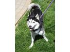 Adopt Maya 2 a Husky, Mixed Breed