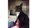 Adopt Phyllis a Domestic Short Hair