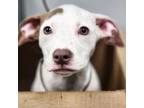 Adopt Hestia a Pit Bull Terrier