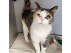 Adopt Simone a Domestic Short Hair