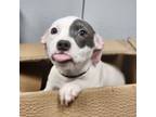 Adopt Aphrodite a Pit Bull Terrier