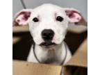 Adopt Medusa a Pit Bull Terrier